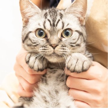 スコティッシュフォールド(立ち耳)【神奈川県・男の子・2025年4月26日・シルバーマッカレルタビー（短毛）】の写真「癒しと安心を届けるブリーダー」