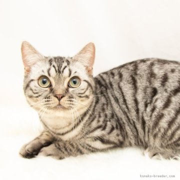 スコティッシュフォールド(立ち耳)【神奈川県・男の子・2025年4月26日・シルバーマッカレルタビー（短毛）】の写真「癒しと安心を届けるブリーダー」