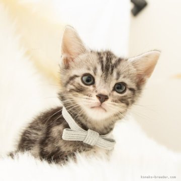 アメリカンショートヘア【神奈川県・男の子・2025年9月16日・シルバータビー（短毛）】の写真「癒しと安心を届けるブリーダー」