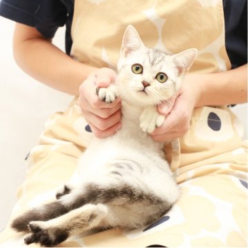 スコティッシュフォールド(立ち耳)【神奈川県・女の子・2025年7月14日・シルバーマッカレルタビー（短毛）】の写真「癒しと安心を届けるブリーダー」