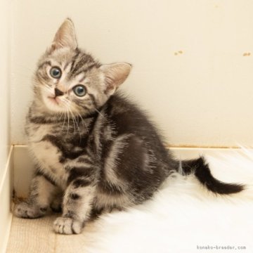 アメリカンショートヘア【神奈川県・女の子・2025年9月16日・シルバータビー（短毛）】の写真「癒しと安心を届けるブリーダー」