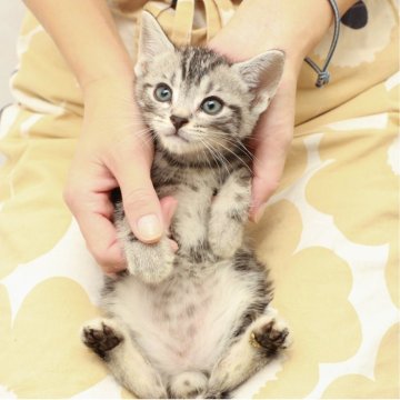 アメリカンショートヘア【神奈川県・男の子・2025年9月16日・シルバータビー（短毛）】の写真「癒しと安心を届けるブリーダー」