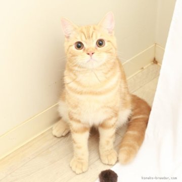 スコティッシュフォールド(立ち耳)【神奈川県・男の子・2025年4月26日・クリームタビー（短毛）】の写真「癒しと安心を届けるブリーダー」