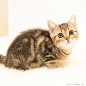 スコティッシュフォールド(立ち耳)【神奈川県・男の子・2025年7月14日・ブラウンタビー（短毛）】の写真「癒しと安心を届けるブリーダー」