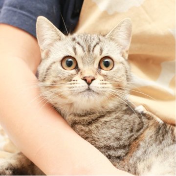 スコティッシュフォールド【神奈川県・女の子・2025年4月26日・シルバーマッカレルタビー（短毛）】の写真「癒しと安心を届けるブリーダー」