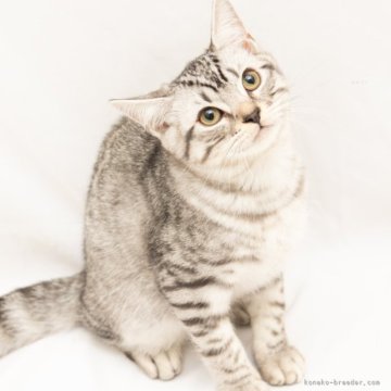 スコティッシュフォールド(立ち耳)【神奈川県・男の子・2025年7月14日・シルバーマッカレルタビー（短毛）】の写真「癒しと安心を届けるブリーダー」