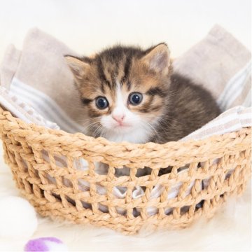 マンチカン(短足)【神奈川県・男の子・2025年8月2日・ブラウンスポッテッドタビー&ホワイト（短毛）】の写真「癒しと安心を届けるブリーダー」