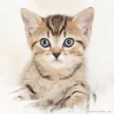 スコティッシュフォールド(立ち耳)