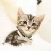 アメリカンショートヘア