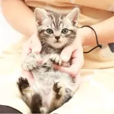 アメリカンショートヘア