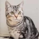 スコティッシュフォールド(立ち耳)