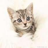 アメリカンショートヘア