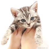 アメリカンショートヘア