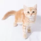 スコティッシュフォールド(立ち耳)