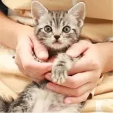 アメリカンショートヘア