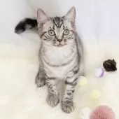 スコティッシュフォールド(立ち耳)【神奈川県・男の子・2025年4月26日・シルバーマッカレルタビー】の写真3