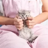 マンチカン(長足)【神奈川県・女の子・2025年8月1日・ブルークリーム】の写真3