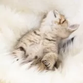 スコティッシュフォールド(立ち耳)【神奈川県・女の子・2025年7月14日・ブラウンスポッテッドタビー】の写真4