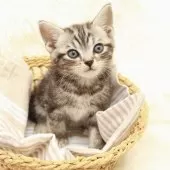 アメリカンショートヘア【神奈川県・男の子・2025年9月16日・シルバータビー】の写真5