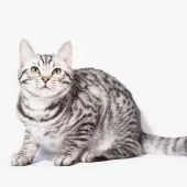 マンチカン(長足)【神奈川県・男の子・2024年12月29日・シルバースポッテッドタビー】の写真4