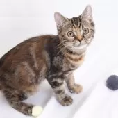 スコティッシュフォールド(立ち耳)【神奈川県・女の子・2025年4月26日・トータシェル】の写真5