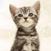 アメリカンショートヘア【神奈川県・男の子・2025年9月16日・シルバータビー】の写真6