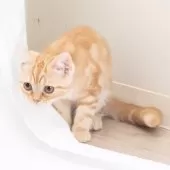 スコティッシュフォールド(立ち耳)【神奈川県・男の子・2025年4月26日・クリームタビー】の写真6