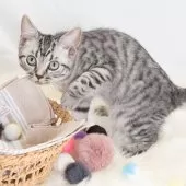 スコティッシュフォールド(立ち耳)【神奈川県・男の子・2025年4月26日・シルバーマッカレルタビー】の写真6