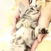 アメリカンショートヘア【神奈川県・男の子・2025年9月16日・シルバータビー】の写真10