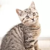 スコティッシュフォールド(立ち耳)【神奈川県・男の子・2025年1月19日・ブラウンマッカレルタビー】の写真7