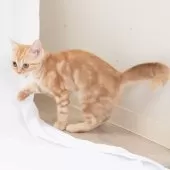 スコティッシュフォールド(立ち耳)【神奈川県・男の子・2025年4月26日・クリームタビー】の写真7