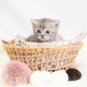 マンチカン(長足)【神奈川県・女の子・2025年8月1日・ブルークリーム】の写真7