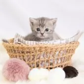 マンチカン(長足)【神奈川県・女の子・2025年8月1日・ブルークリーム】の写真8