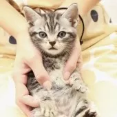 アメリカンショートヘア【神奈川県・男の子・2025年9月16日・シルバータビー】の写真13