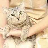 スコティッシュフォールド(立ち耳)【神奈川県・男の子・2025年3月12日・シルバーマッカレルタビー】の写真3