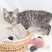 スコティッシュフォールド(立ち耳)【神奈川県・男の子・2025年4月26日・シルバーマッカレルタビー】の写真8