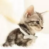 アメリカンショートヘア【神奈川県・男の子・2025年9月16日・シルバータビー】の写真9