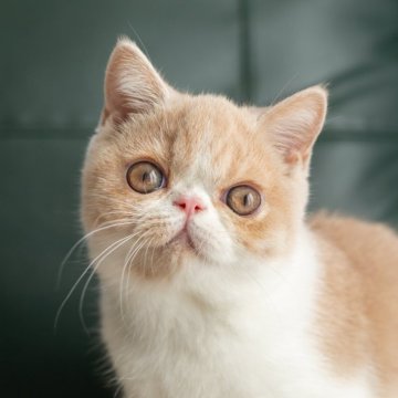 エキゾチックショートヘア【愛知県・女の子・2025年8月4日・クリームタビーアンドホワイト】の写真「パパはCFAグランドチャンピオン」