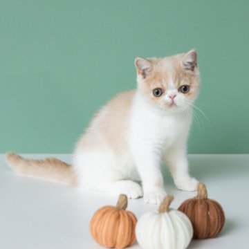 エキゾチックショートヘア【愛知県・女の子・2025年8月4日・クリームタビーアンドホワイト】の写真「元気はつらつ走り回っております。」