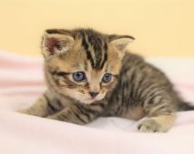 小さな猫が飼いたい おすすめの小型猫8種 みんなのペットライフ 小さな猫が飼いたい おすすめの小型猫8種 みんなのペットライフ