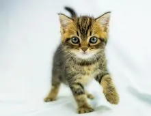 マンチカン(長足)【千葉県・男の子・2021年8月30日・ブラウンタビー&ホワイト】の写真2「10/14撮影」
