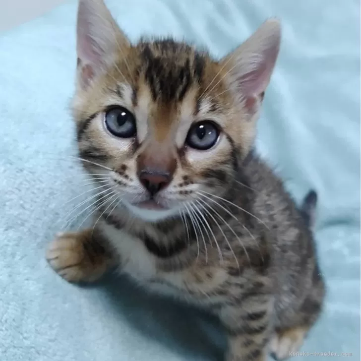 ID：2405-02344の子猫