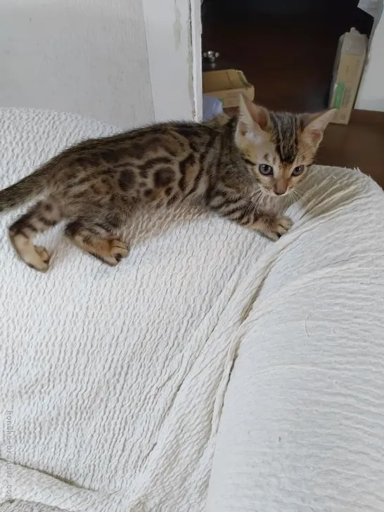 ID：2107-02078の子猫