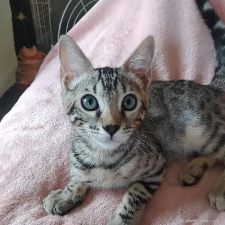 ID：2407-01552の子猫