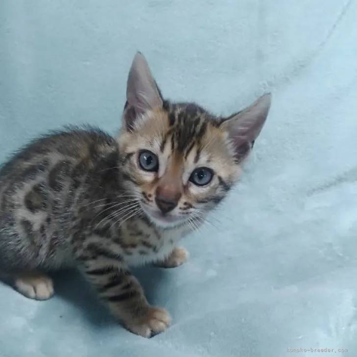 ID：2305-02495の子猫