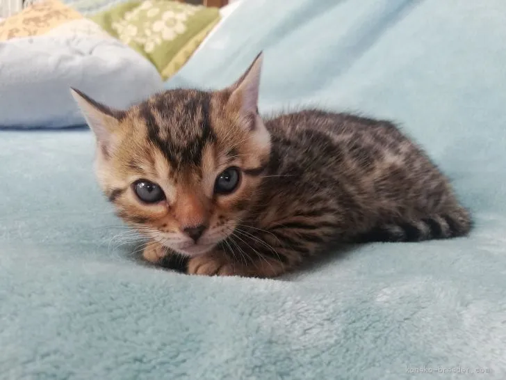 ID：2010-02174の子猫