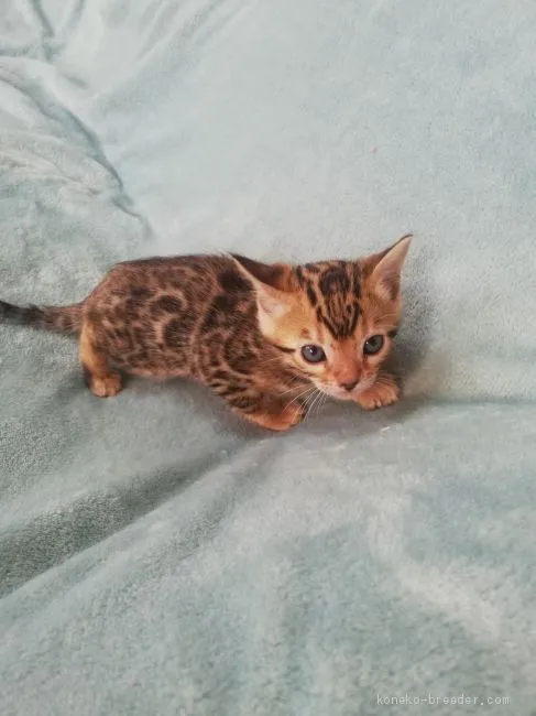 ID：2010-02175の子猫