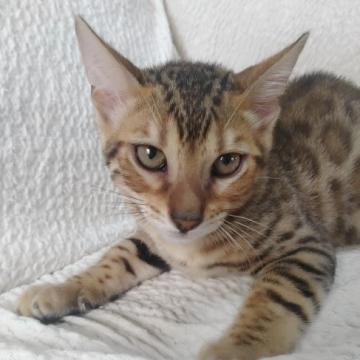 ベンガル【埼玉県・男の子・2022年5月21日・ブラウンスポテットタビー(ロゼット)（シルキータッチ）】の写真「先着１名様10万円でベンガルオーナーに！」