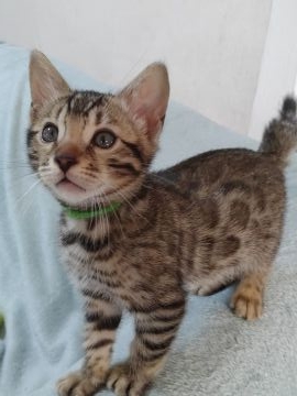 ベンガル【埼玉県・男の子・2021年5月17日・ブラウンスポテットタビー（シルキータッチ）】の写真「とても元気ですが、尾がエル字に曲っています。」