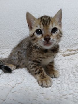 ベンガル【埼玉県・女の子・2021年6月25日・ブラウンスポテットタビー（シルキータッチ）】の写真「細かいスポットがとても綺麗な子です。」